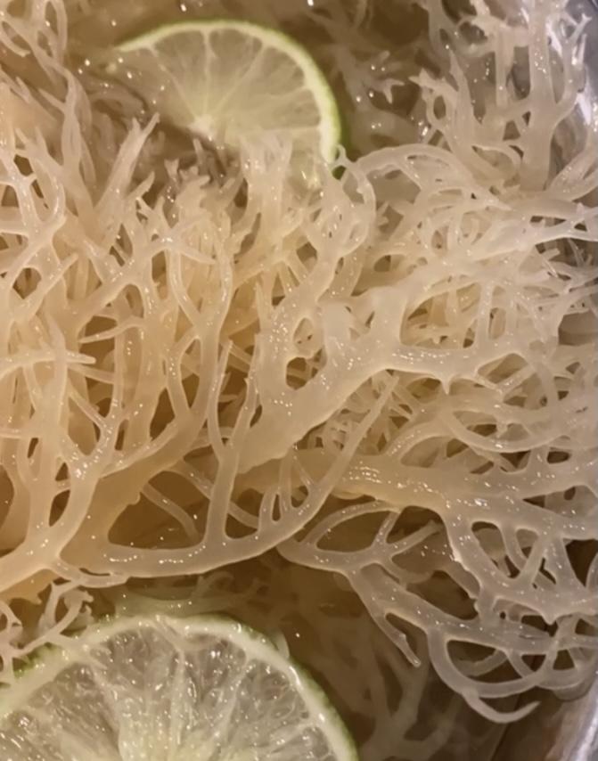Nourish Mi Ginger Infusion Sea Moss Gel